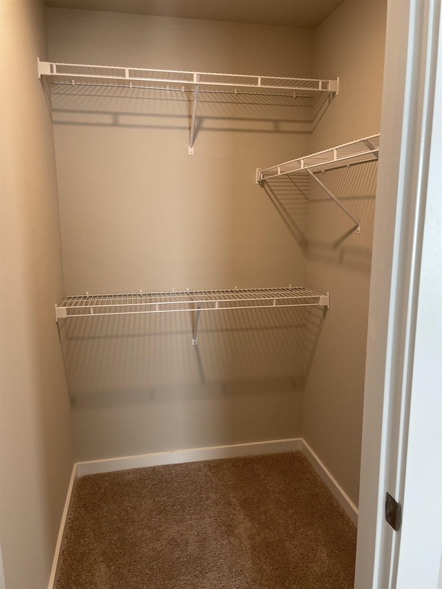 spacious closet featuring carpet