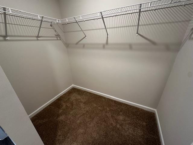 walk in closet featuring carpet floors