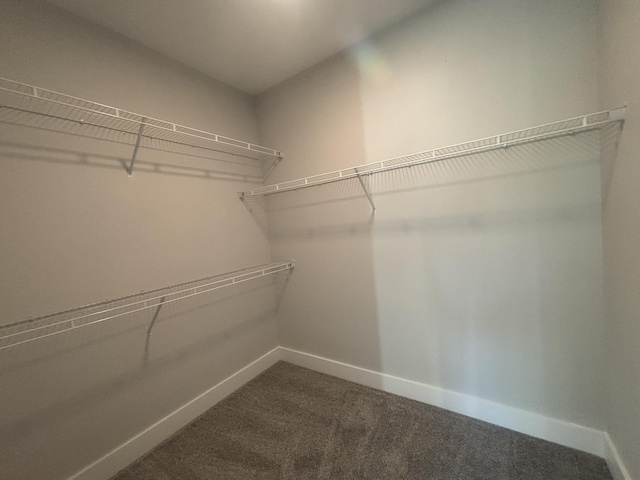 spacious closet featuring carpet