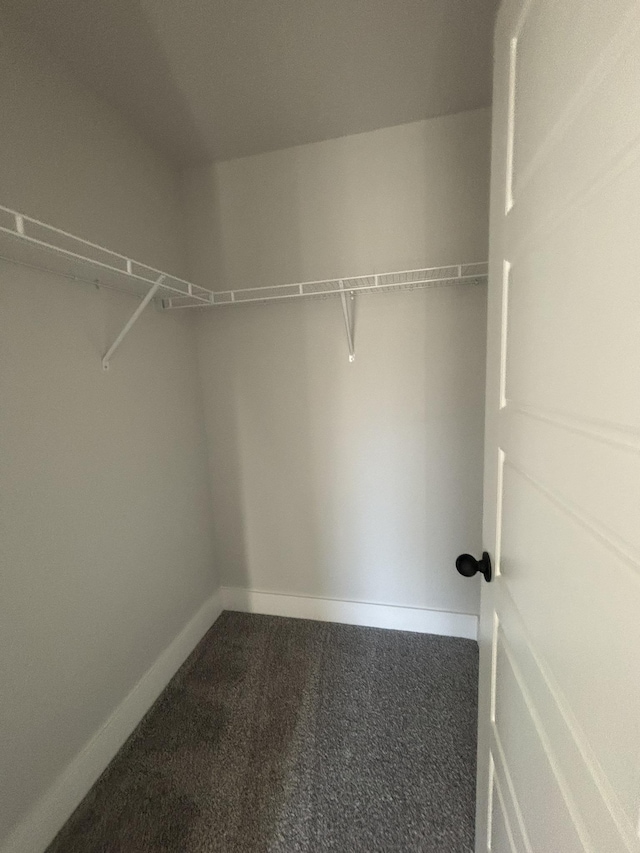 spacious closet featuring carpet