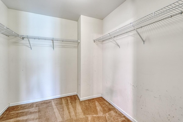 walk in closet featuring carpet flooring