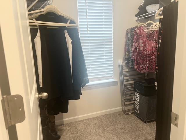 walk in closet with carpet floors