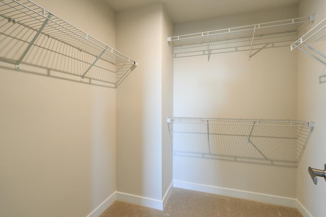 walk in closet featuring carpet flooring