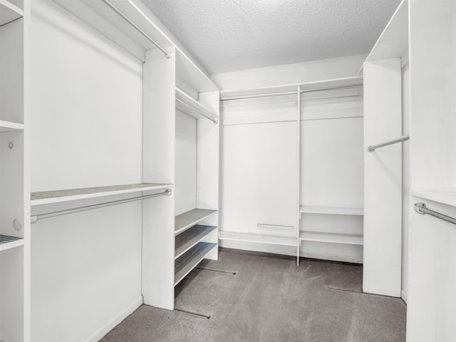 spacious closet featuring carpet flooring