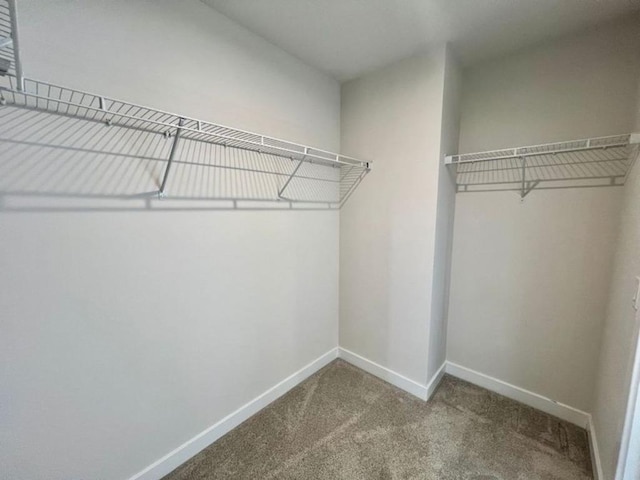 walk in closet with carpet floors