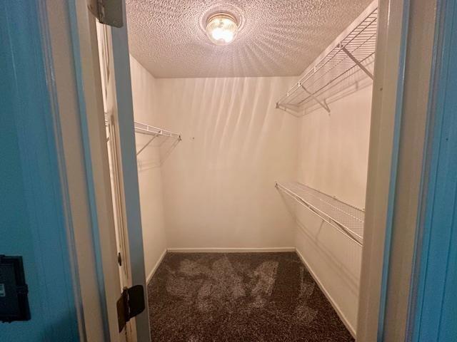 walk in closet with carpet floors