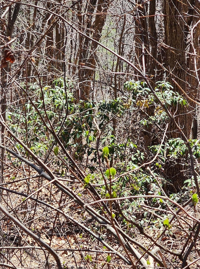 320 Foggy Cut, Landrum, SC 29356