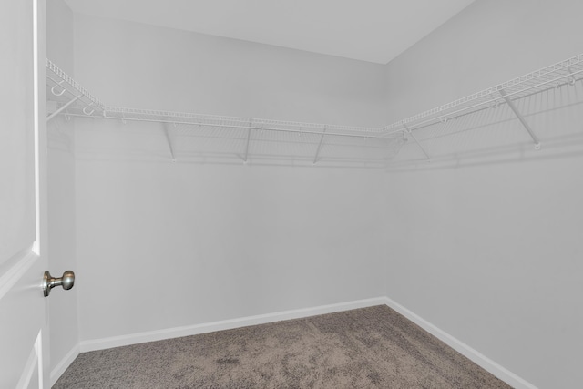 walk in closet with carpet floors