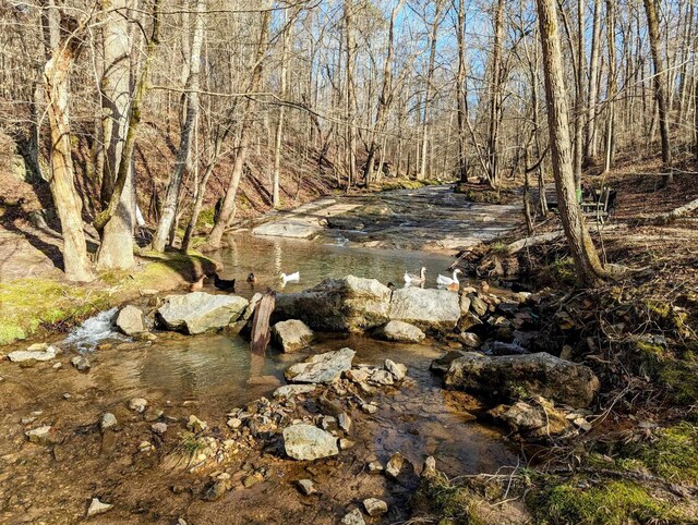 view of local wilderness