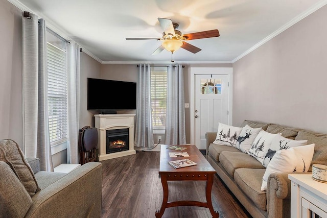 living room with crown molding, a ceiling fan, dark wood finished floors, and a lit fireplace