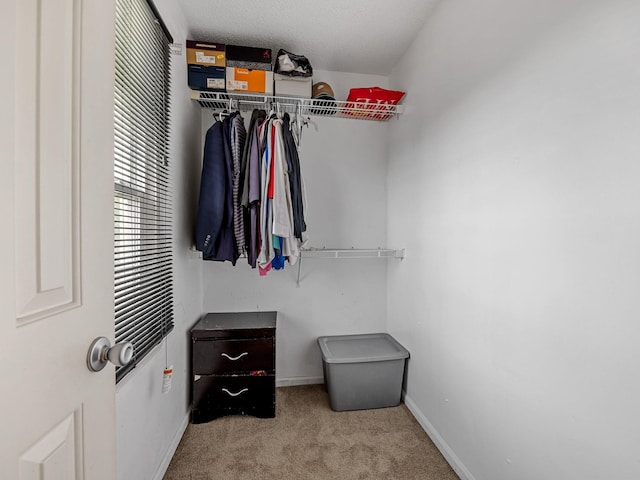 spacious closet featuring carpet flooring
