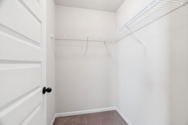 spacious closet featuring carpet floors