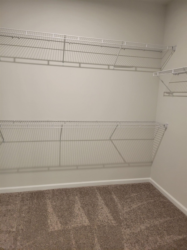 spacious closet with carpet floors