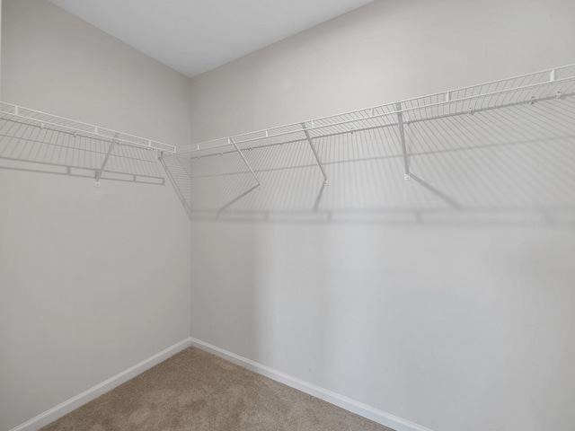 spacious closet with carpet floors