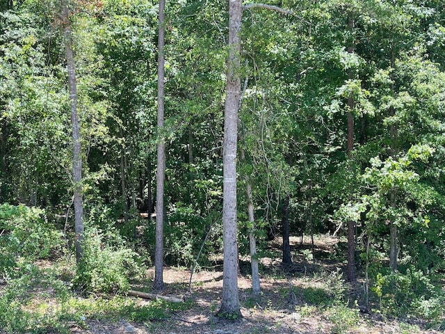 231 Patch, Spartanburg, SC 29302 - view of local wilderness