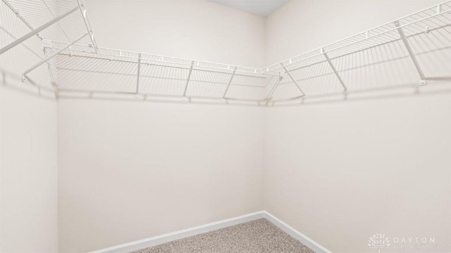 walk in closet with carpet floors