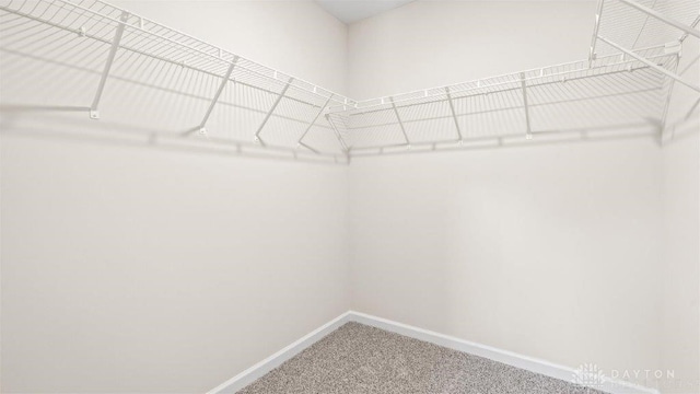 spacious closet featuring carpet floors