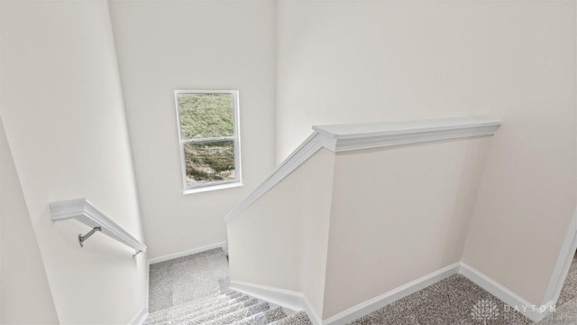 staircase with carpet floors