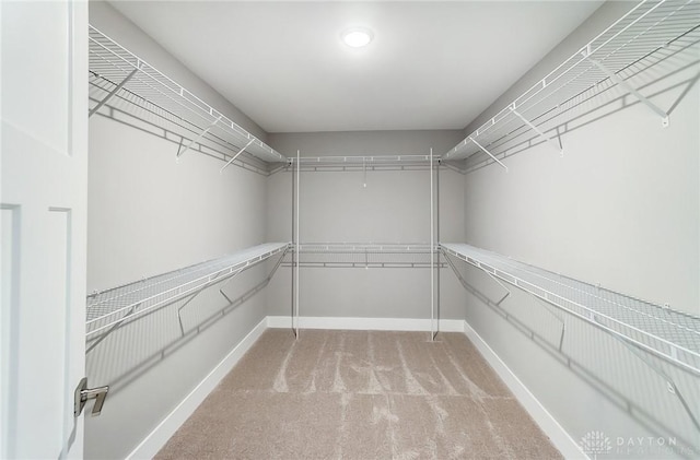 spacious closet featuring carpet flooring