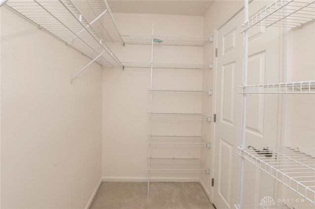 walk in closet with carpet flooring