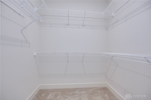 walk in closet featuring carpet flooring