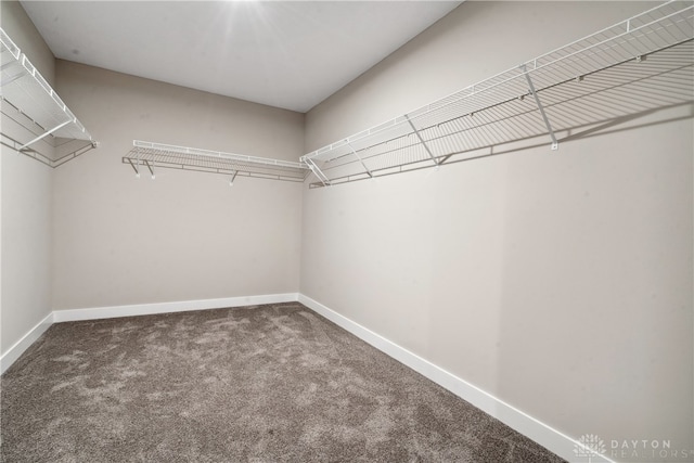 walk in closet featuring carpet flooring