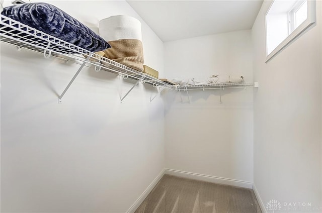 spacious closet featuring carpet flooring