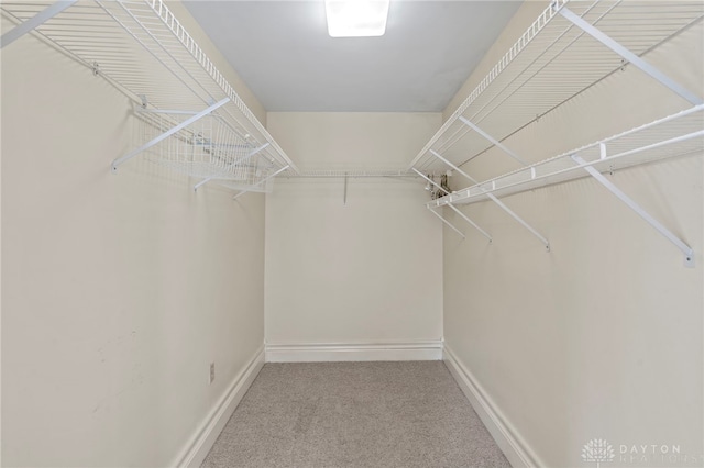 walk in closet featuring carpet floors