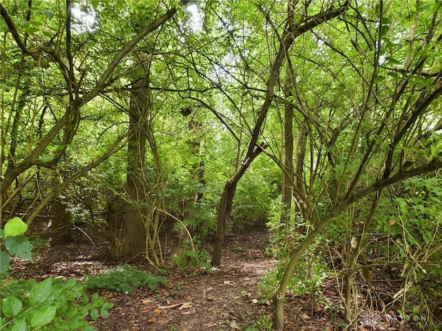 view of local wilderness