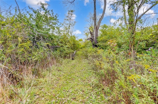 view of local wilderness