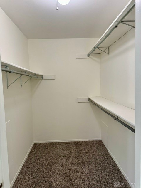 spacious closet with carpet floors