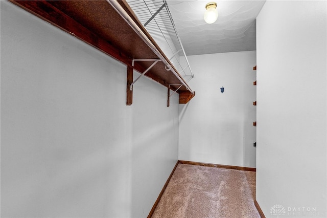 walk in closet featuring carpet floors