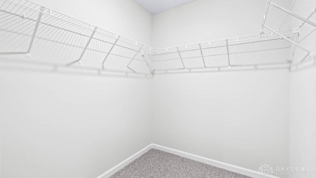 walk in closet with carpet flooring