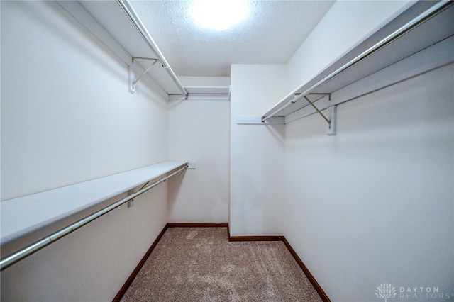 walk in closet featuring carpet flooring