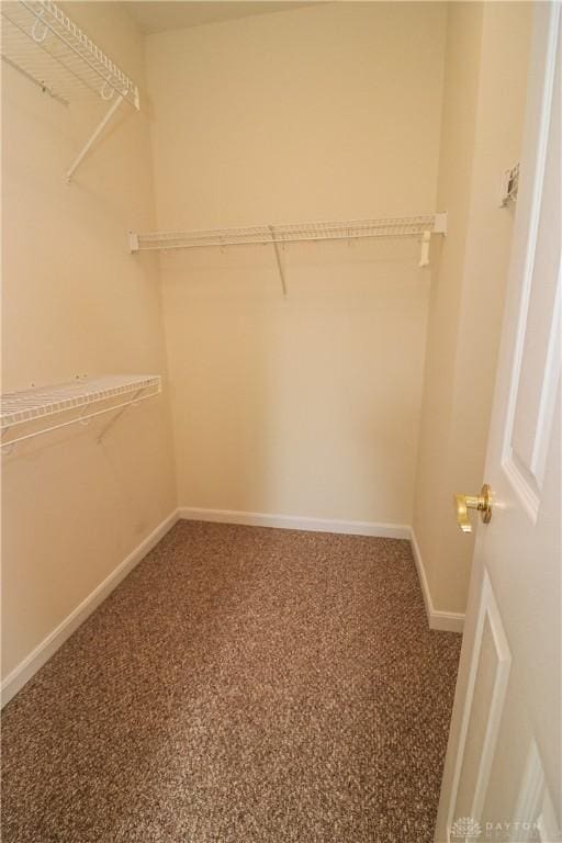 spacious closet featuring carpet floors