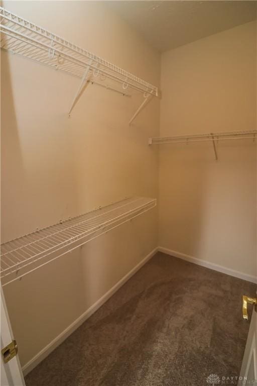 spacious closet with carpet