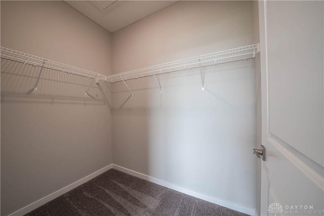 spacious closet featuring carpet