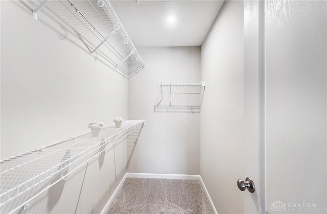 walk in closet featuring carpet flooring