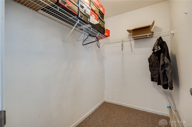 walk in closet with carpet floors