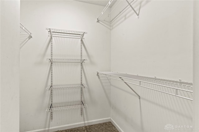 spacious closet featuring carpet floors