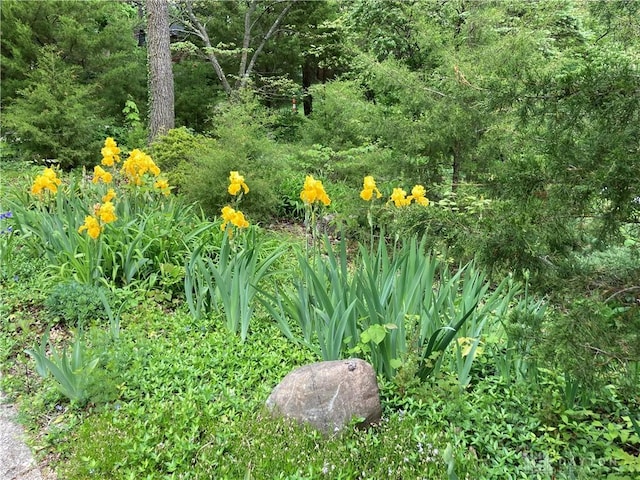 view of landscape