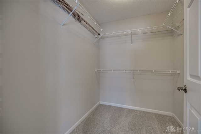 spacious closet featuring carpet