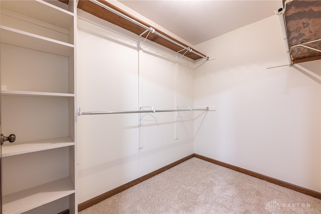 walk in closet with carpet flooring