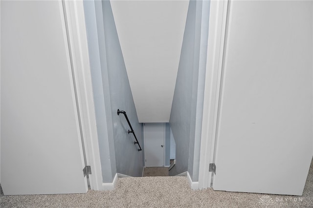 staircase featuring carpet floors