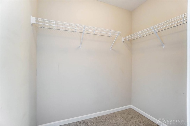 spacious closet featuring carpet flooring