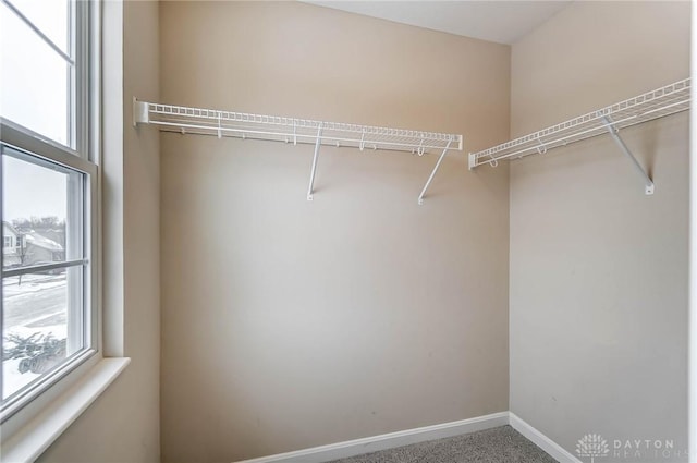 spacious closet featuring carpet