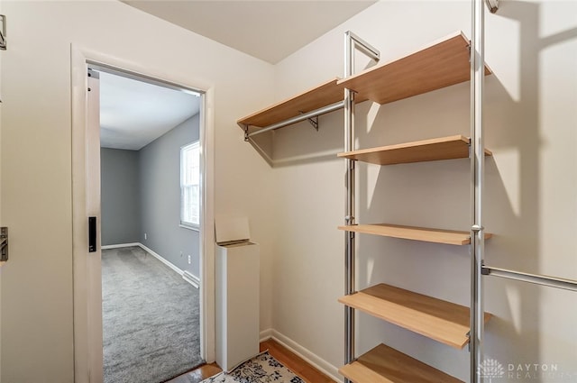 spacious closet featuring carpet flooring