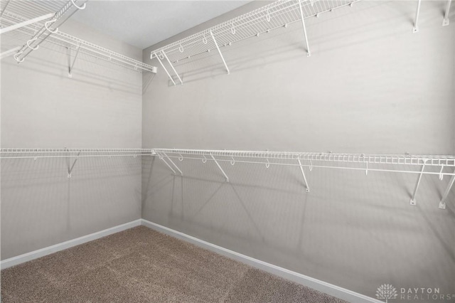 spacious closet with carpet flooring