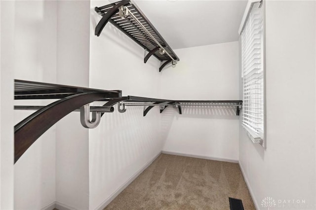 spacious closet with carpet flooring and visible vents