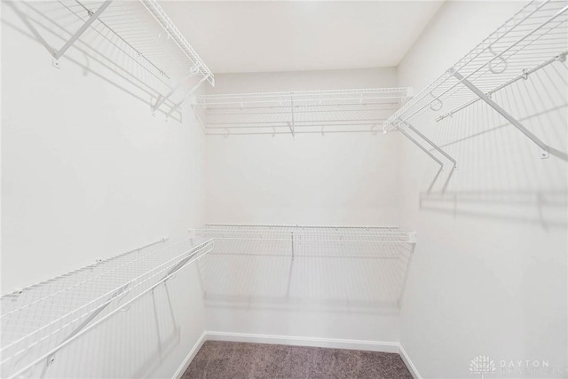 walk in closet featuring carpet floors